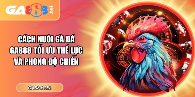 Cách Nuôi Gà Đá GA888 Tối Ưu Thể Lực Và Phong Độ Chiến