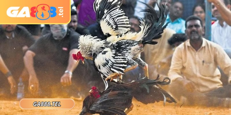 Kê sư dễ dàng điều chỉnh cường độ trong giai đoạn nước rút