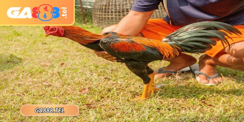 Cách nuôi gà đá GA888 yếu tố then chốt quyết định phong độ