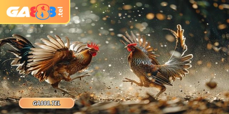 Đá gà 4k GA888 sử dụng hệ thống camera đa góc quay