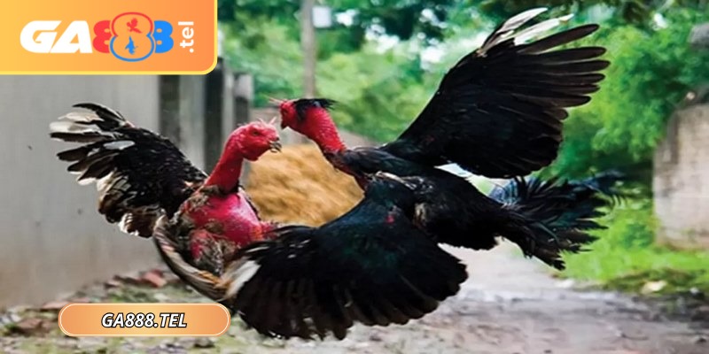 Người mới nên ưu tiên theo dõi các trận có nhịp vừa phải