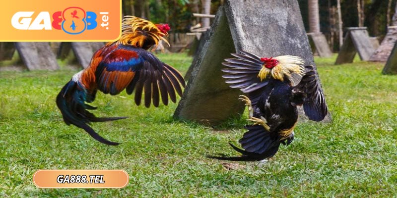 Đá gà chọi C1 GA888 là giải đấu quy mô lớn