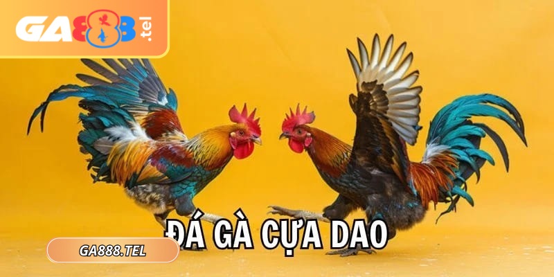 Đá gà cựa dao GA888 đang trở thành tâm điểm chú ý