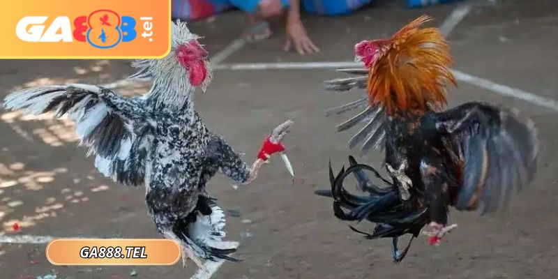 Trận chọi kê đảm bảo chất lượng phát sóng và tính minh bạch