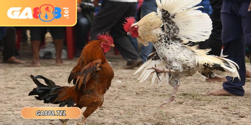 Mỗi trận đấu đều mang lại cảm xúc trọn vẹn