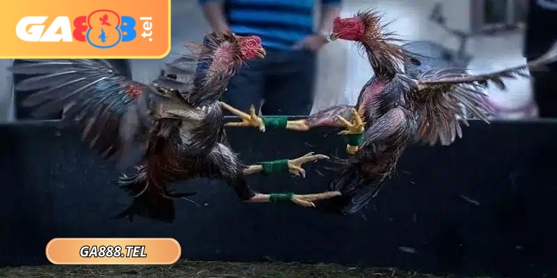 Đá gà cựa sắt GA888 hình thức giải trí kịch tính, tốc độ cao