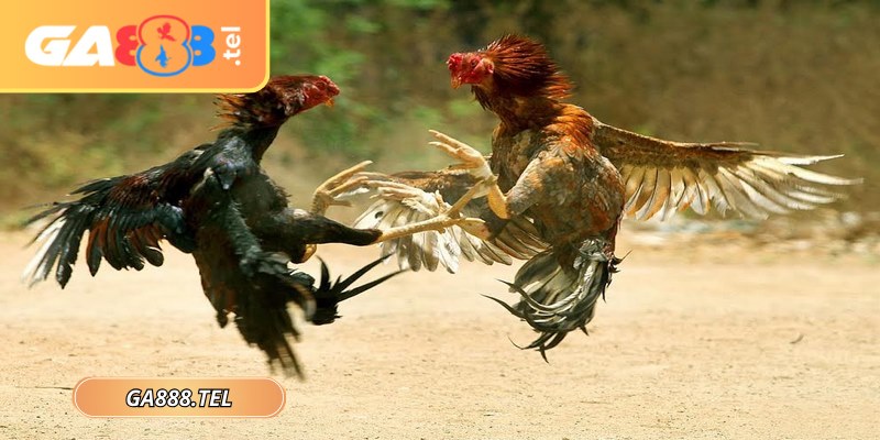 Quy trình tổ chức được quy định rõ ràng