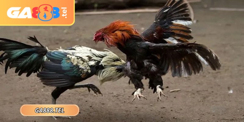Đá gà đòn GA888 thu hút nhờ lối thi đấu thiên về sức bền