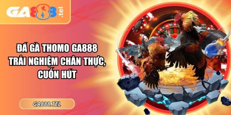 Đá Gà Thomo GA888: Trải Nghiệm Chân Thực, Cuốn Hút