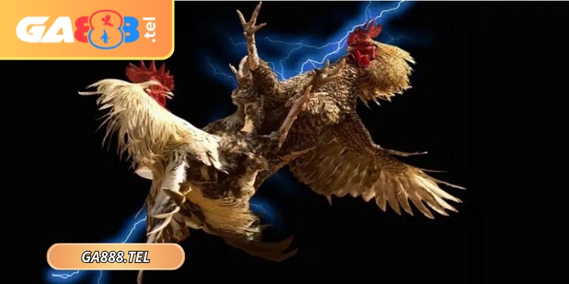 Quy trình tham gia vào sân cá cược được tối ưu