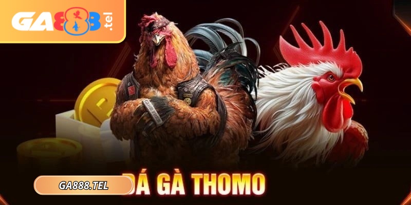 Trường Thomo là một trong những đấu trường thi đấu hợp pháp