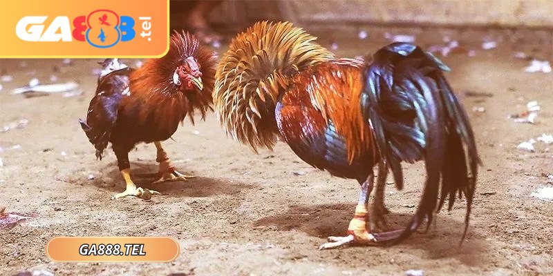 Các trận chiến được phát sóng trực tiếp chất lượng cao