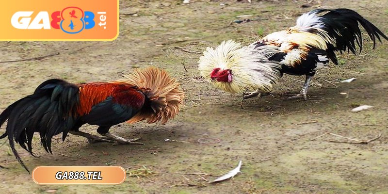Gà tre sở hữu tốc độ ra đòn cực nhanh