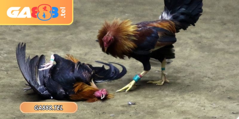 Cân nhắc khi quyết định tránh áp dụng cứng nhắc
