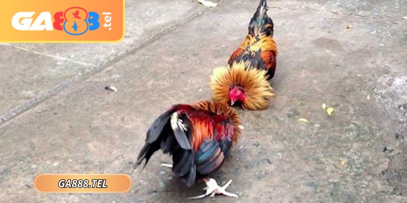 Màu mạng đá gà theo ngày GA888 bí quyết nhiều sư kê tin dùng